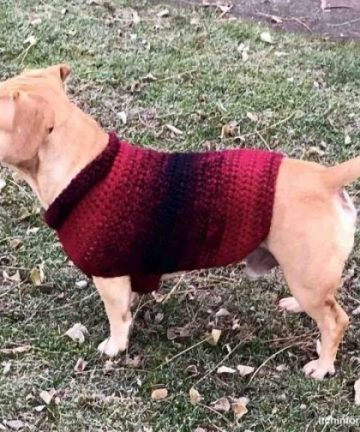 Crochet Dog Sweater Pattern