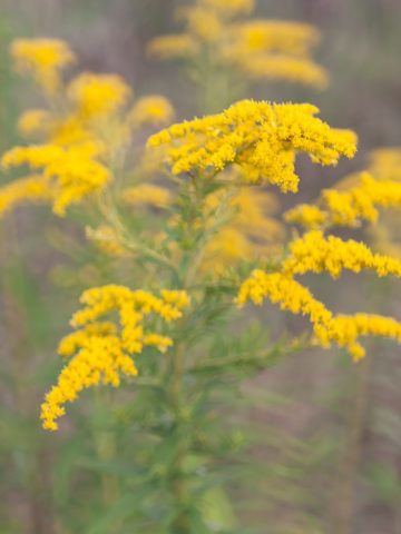 yellow goldenrod flowers