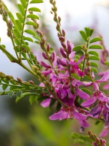 pink flowers with green leaves indigofera plant