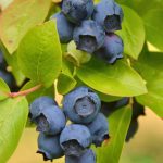 blueberries and leaves