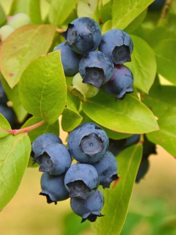 blueberries and leaves